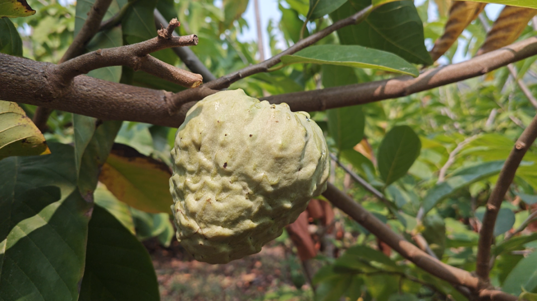 释迦果香飘出干热河谷 思茅云仙干坝村蹚出“甜蜜路”丨乡村振兴