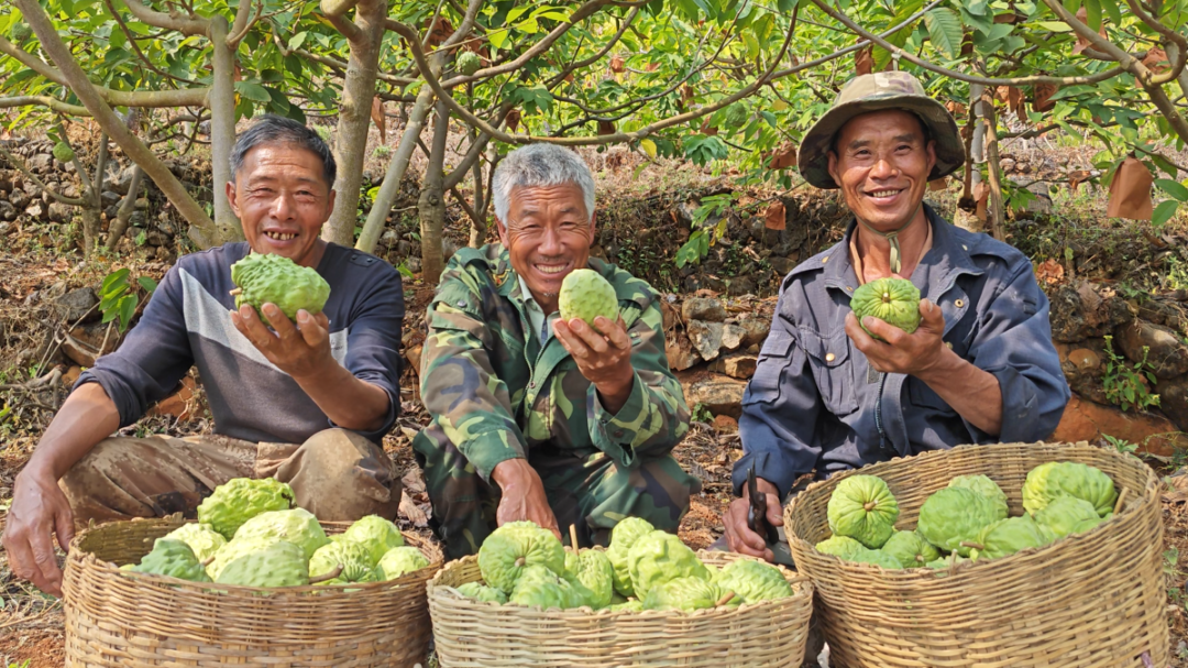 释迦果香飘出干热河谷 思茅云仙干坝村蹚出“甜蜜路”丨乡村振兴