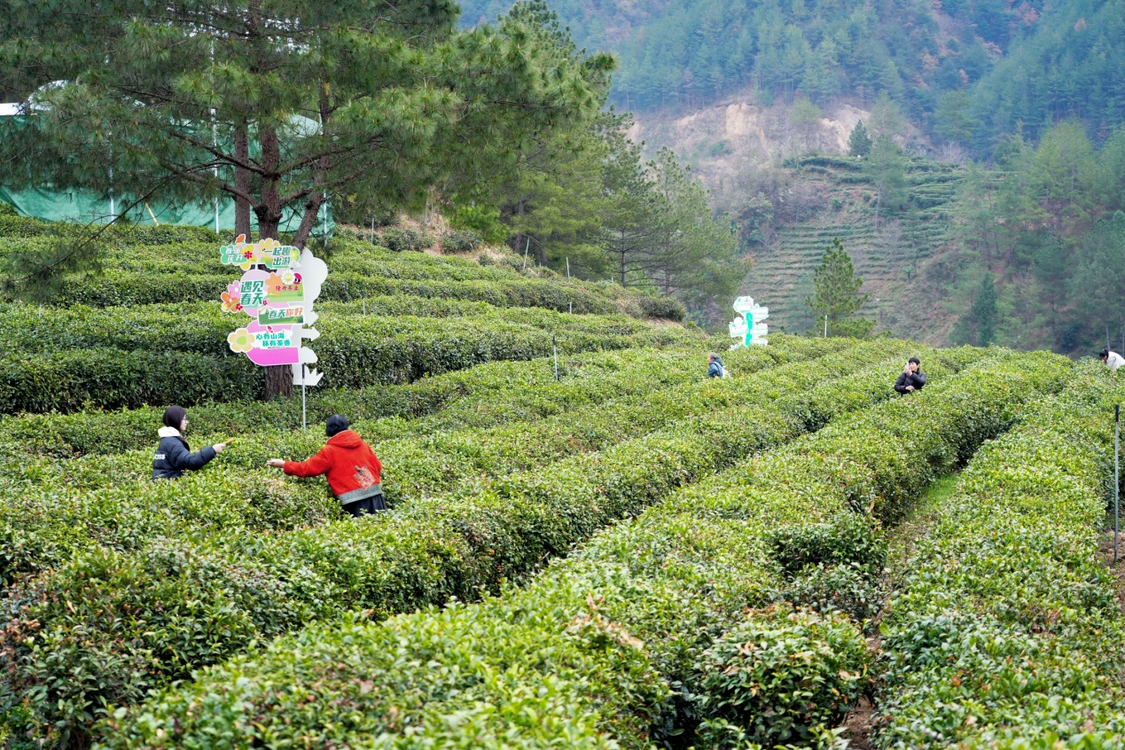 陕西镇巴：科技赋能茶产业 春茶开园促振兴
