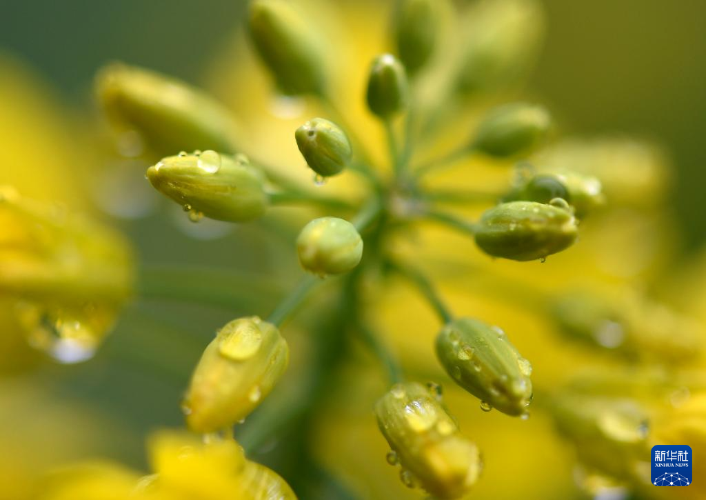 花开婺源 微距寻春