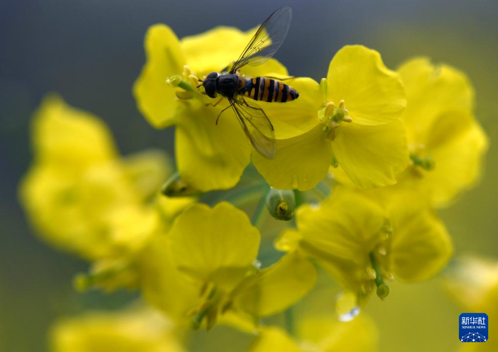 花开婺源 微距寻春