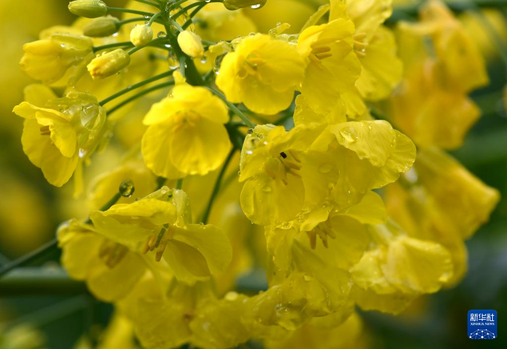 花开婺源 微距寻春