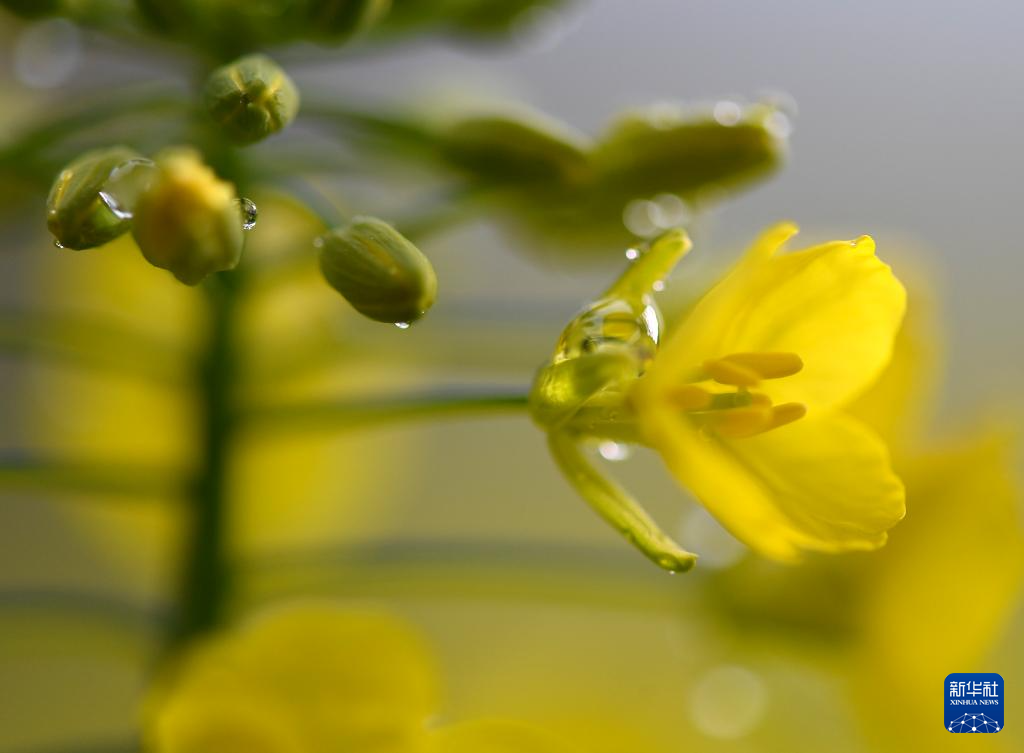 花开婺源 微距寻春