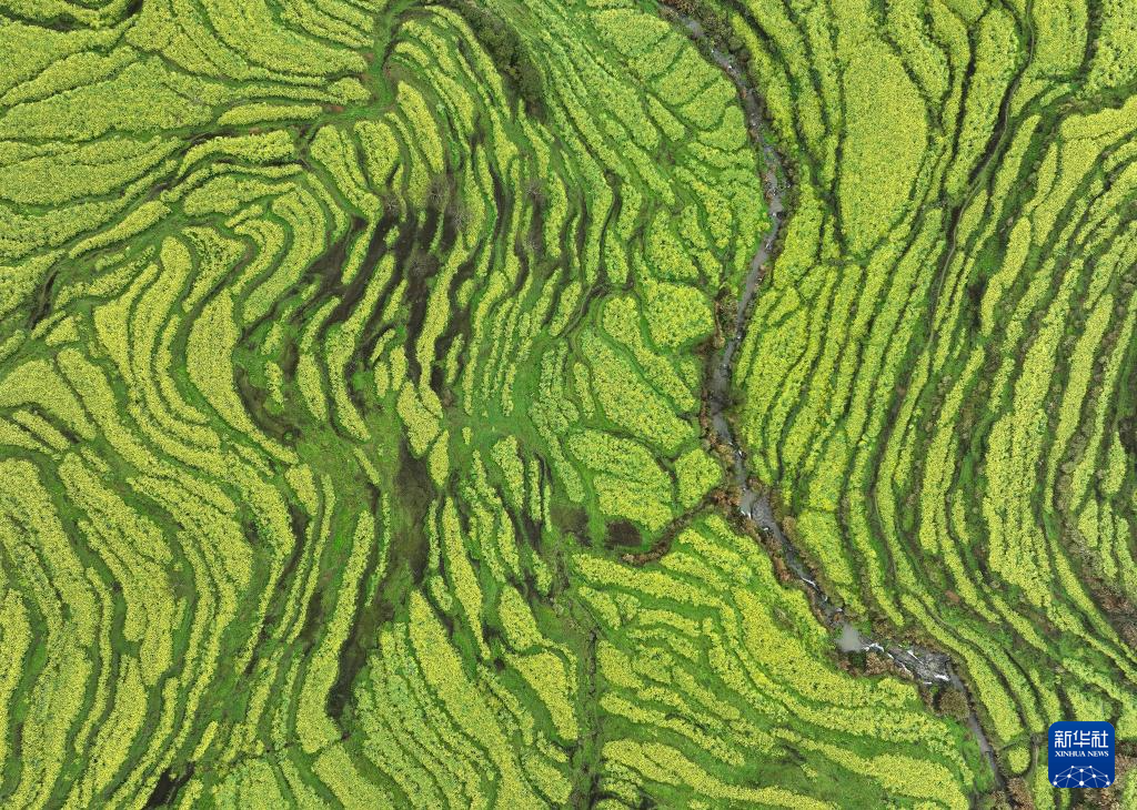 花开婺源 微距寻春