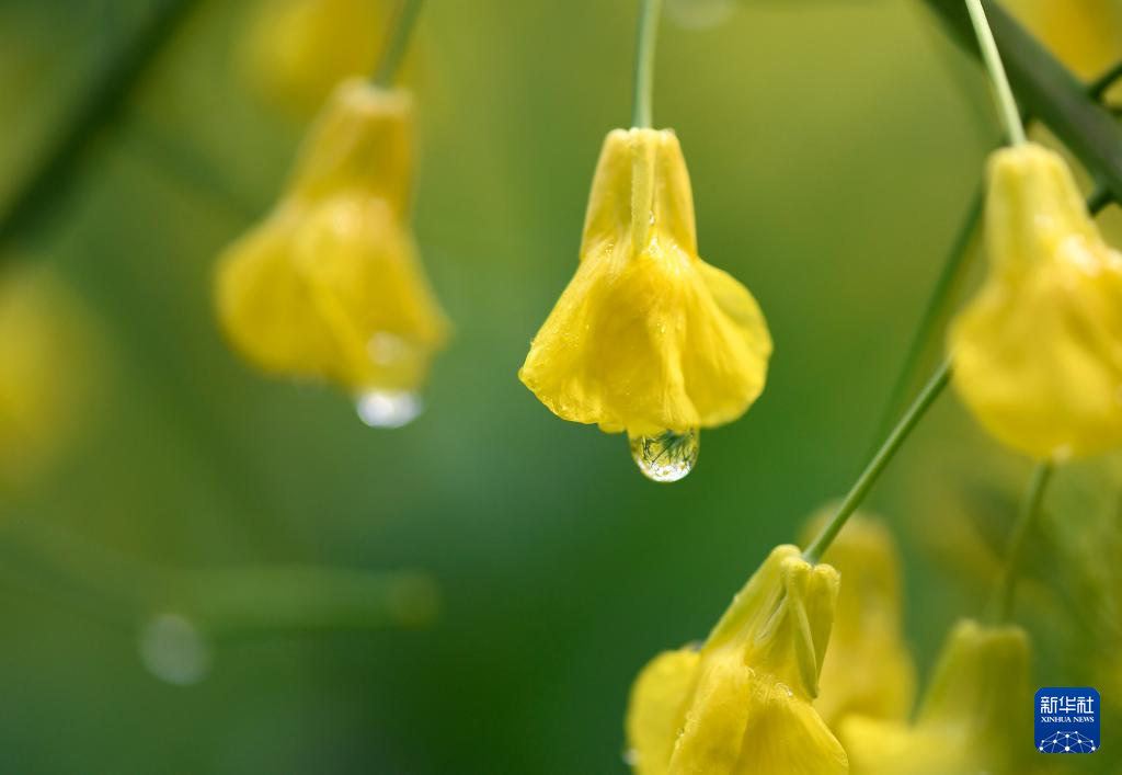花开婺源 微距寻春
