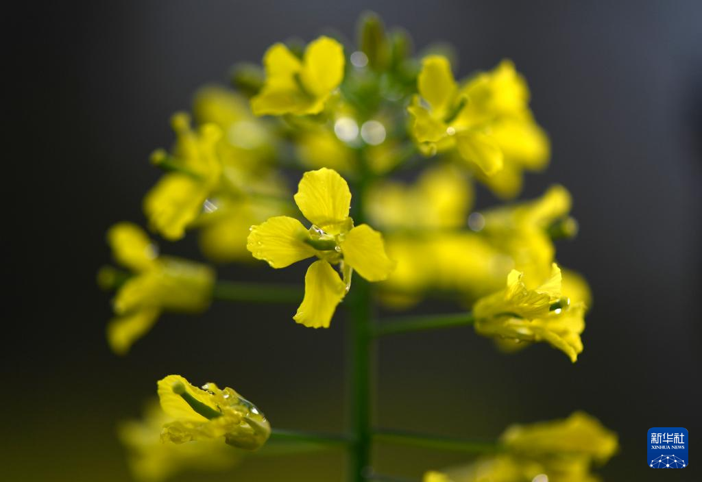 花开婺源 微距寻春
