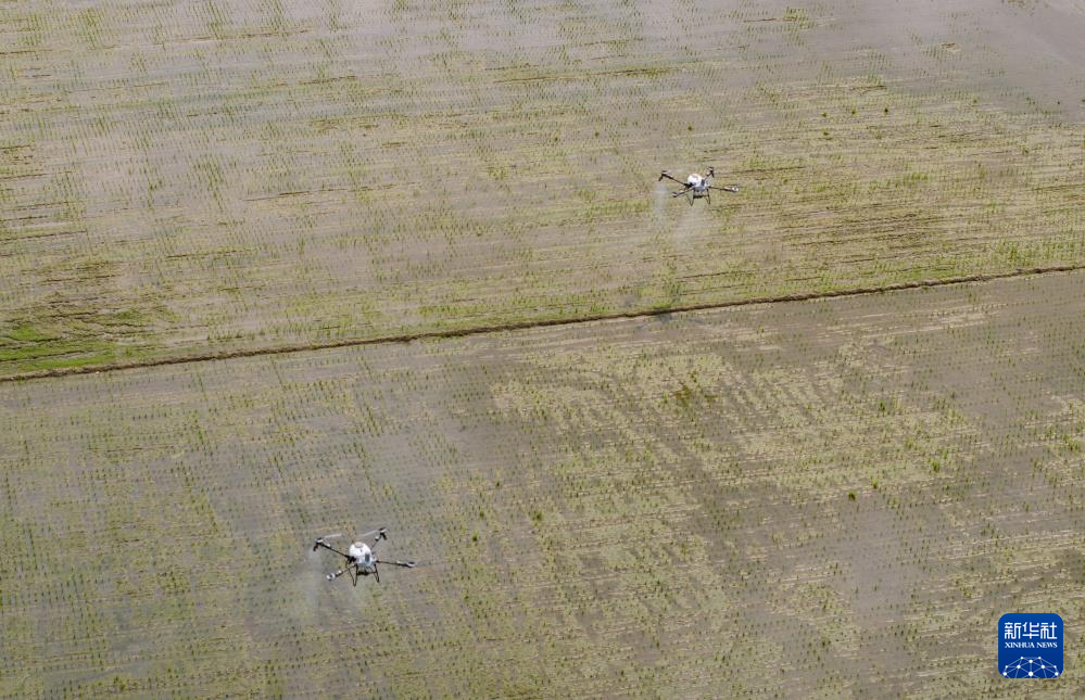 春耕时节“广东第一田”插秧忙