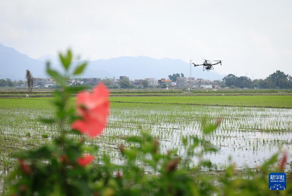 春耕时节“广东第一田”插秧忙