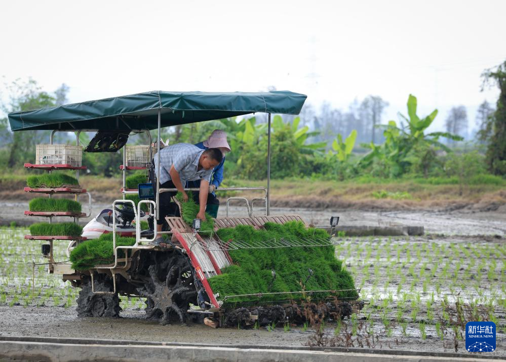 春耕时节“广东第一田”插秧忙