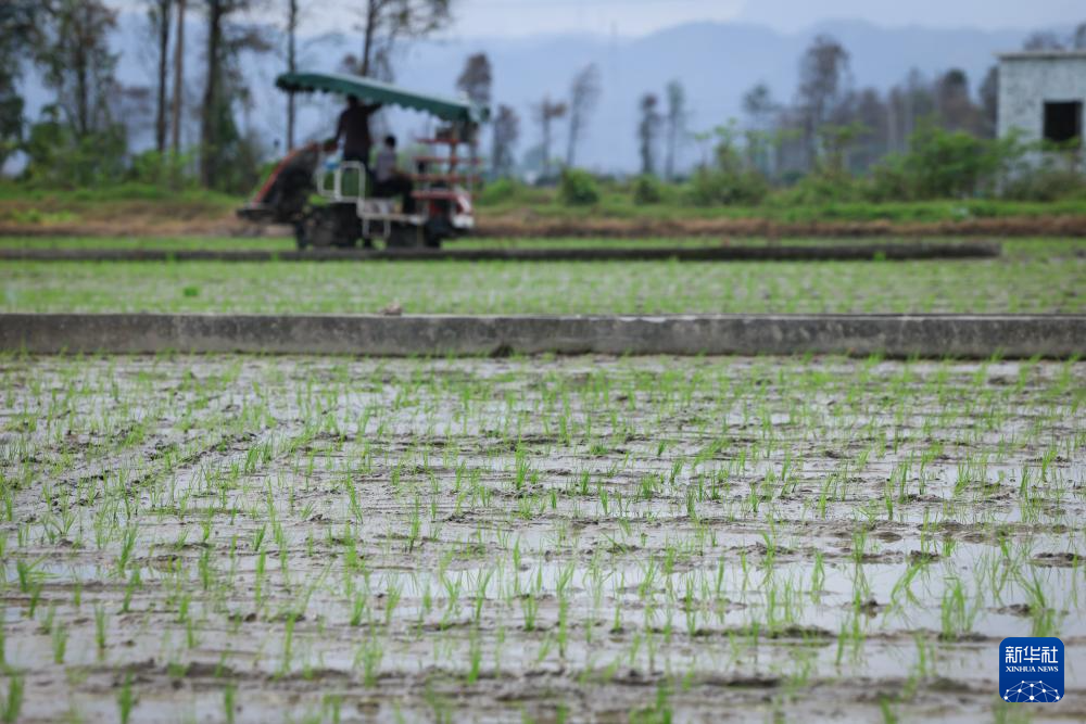 春耕时节“广东第一田”插秧忙