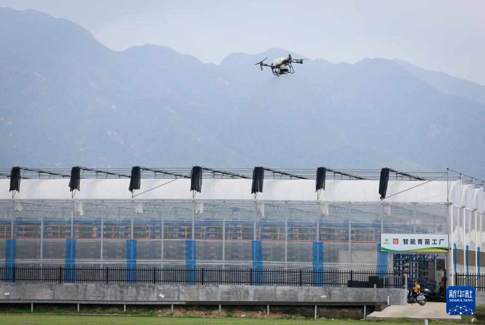 春耕时节“广东第一田”插秧忙