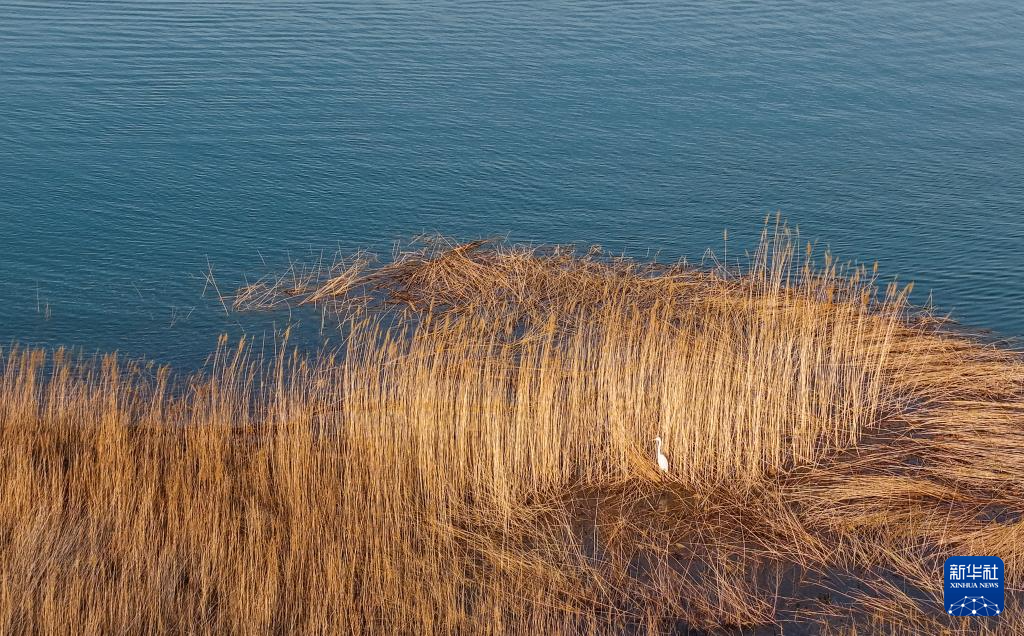 内蒙古乌海:沙水相依鸥翔集