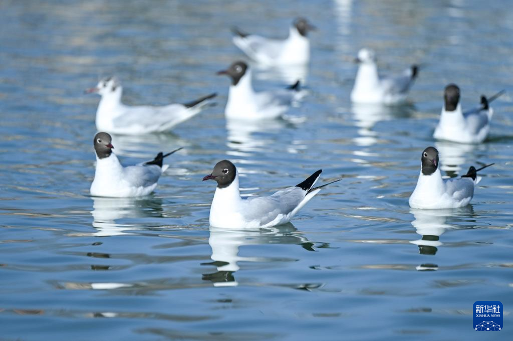 内蒙古乌海:沙水相依鸥翔集