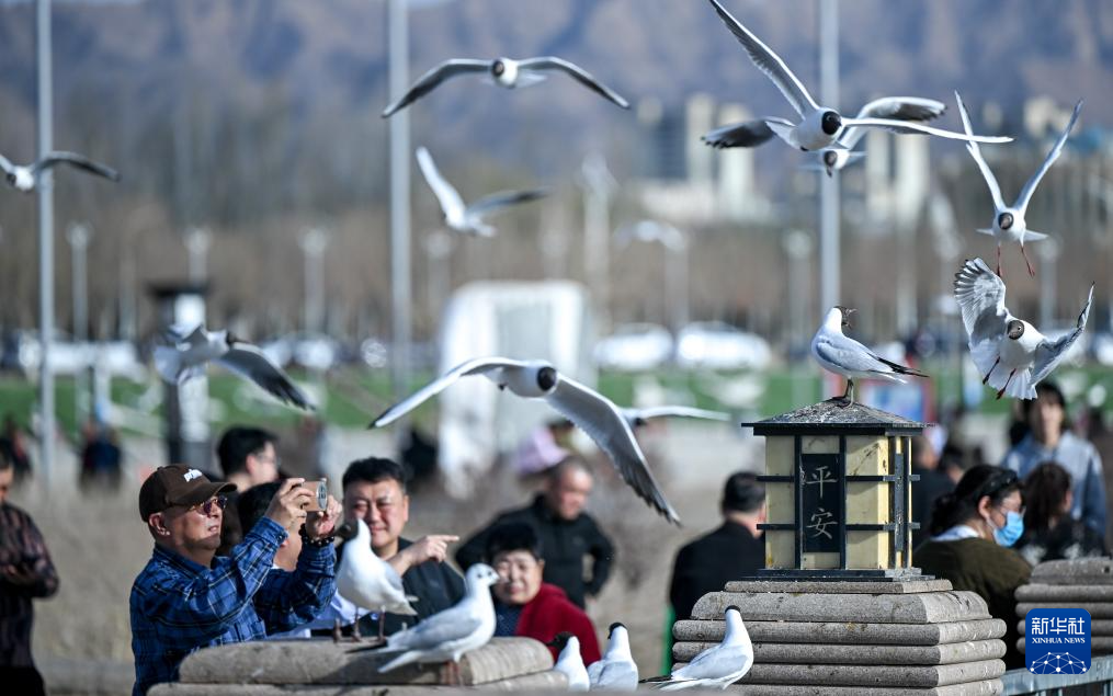 内蒙古乌海:沙水相依鸥翔集