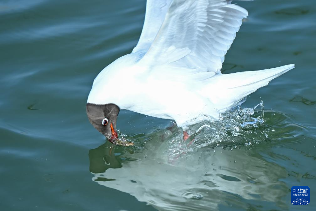 内蒙古乌海:沙水相依鸥翔集