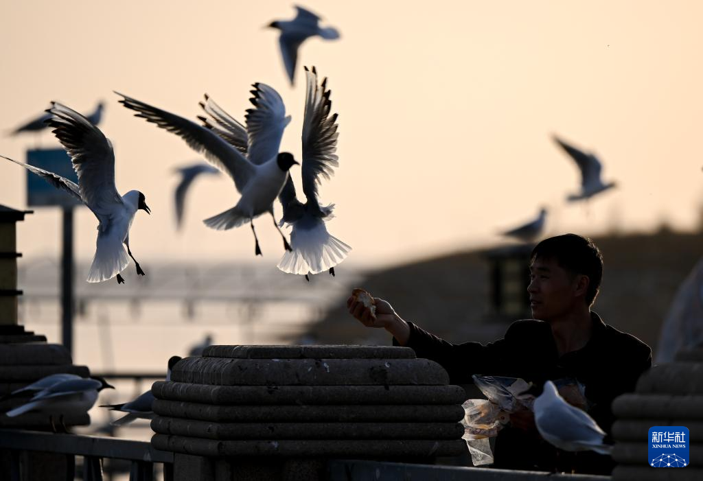 内蒙古乌海:沙水相依鸥翔集
