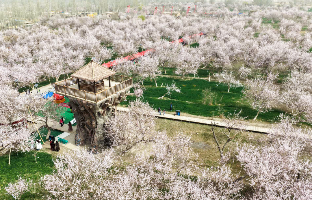以花为媒促振兴 “杏杏”相印一家亲——克州阿克陶县第四届昆仑大峡谷杏花旅游季启幕