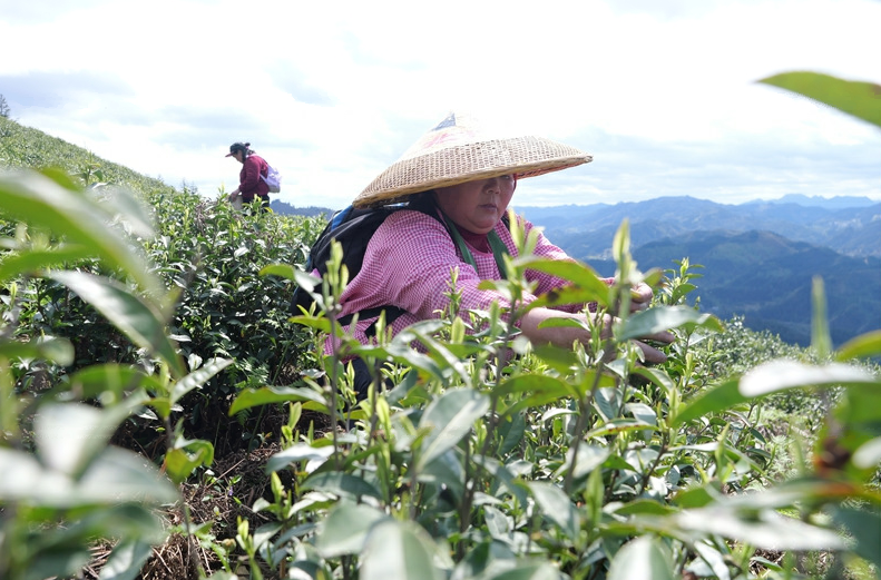松桃平头镇：7000亩生态白茶抢鲜开采