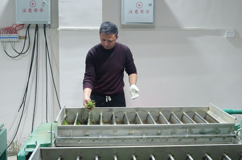 松桃平头镇：7000亩生态白茶抢鲜开采