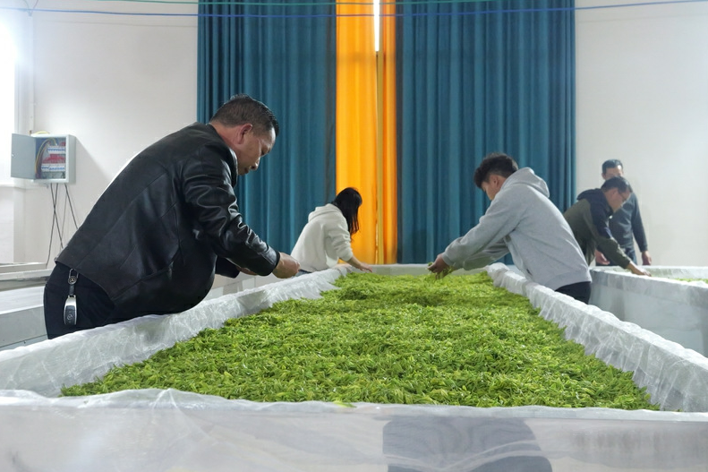 松桃平头镇：7000亩生态白茶抢鲜开采