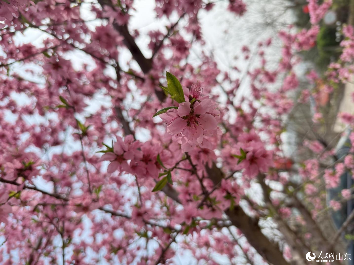 灼灼桃夭，迎风吐蕊，一瓣芳菲尽显肥城春日的温柔与烂漫。人民网 陈秋童摄