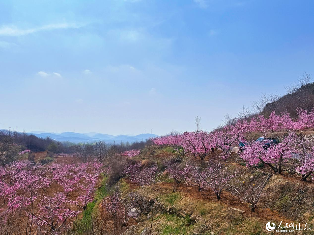 万亩桃林繁花盛放，山间铺上粉色花海。人民网 陈秋童摄