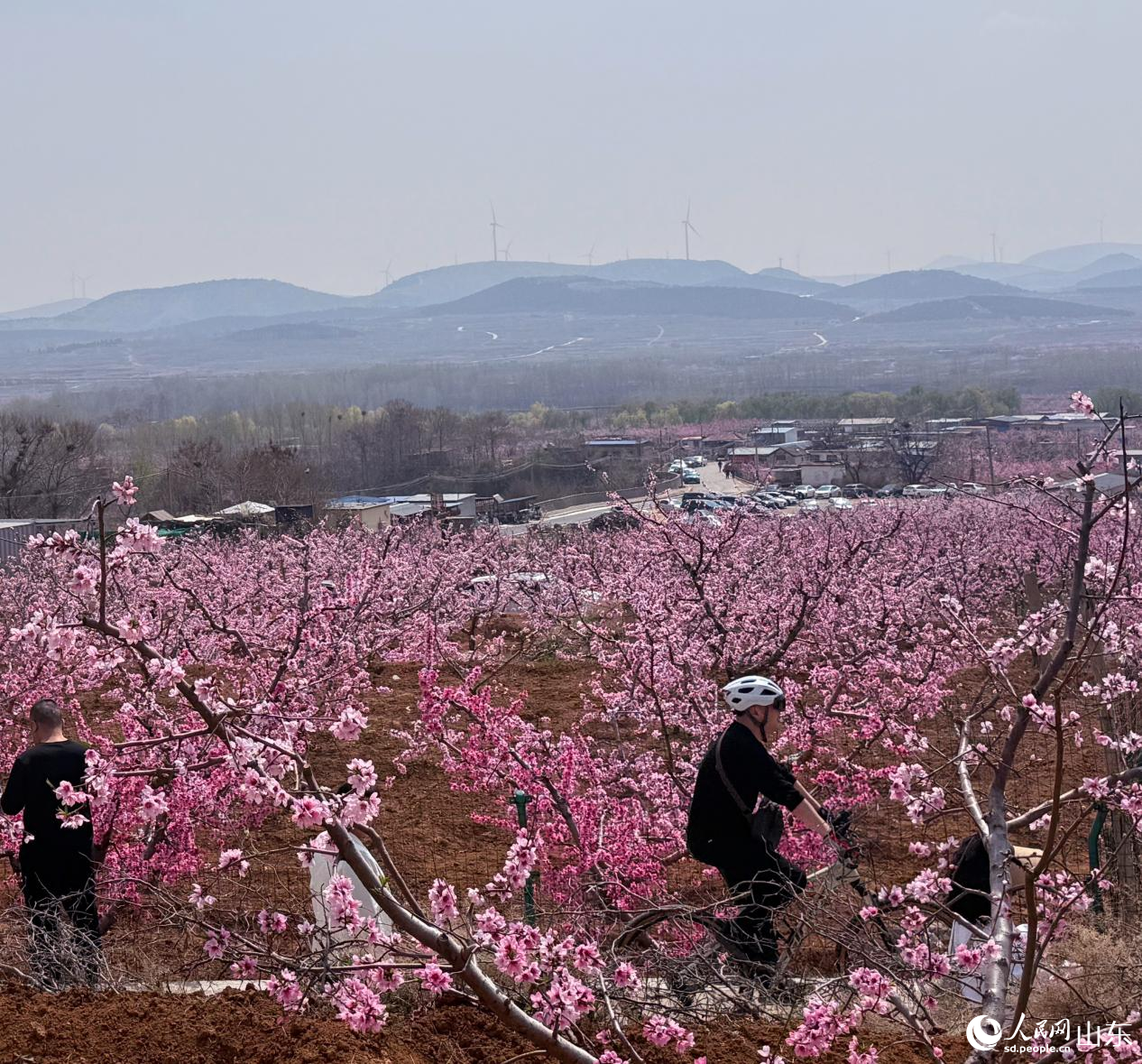 游客们在花海中穿行，如同“画中人”。人民网 陈秋童摄