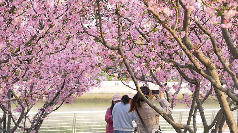 节气里的普陀:清明寻春味,苏河赏芳华 正文图片