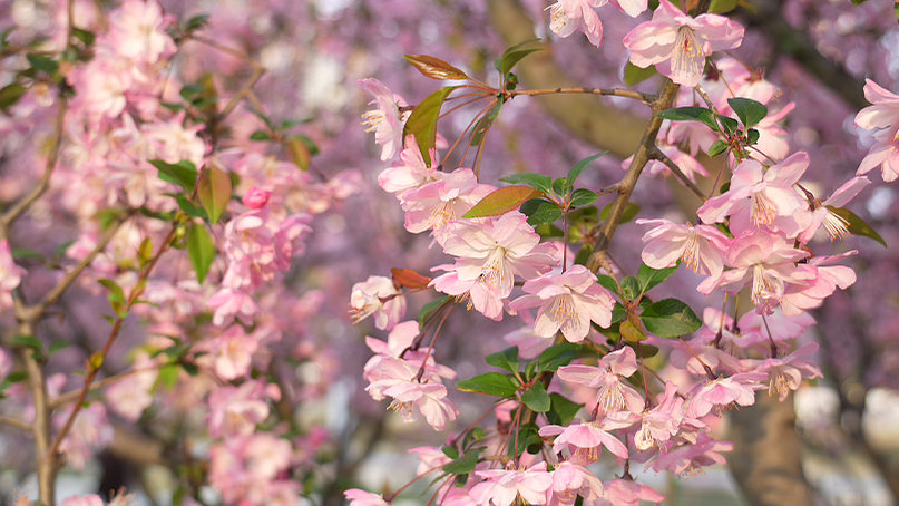 节气里的普陀:清明寻春味,苏河赏芳华 正文图片