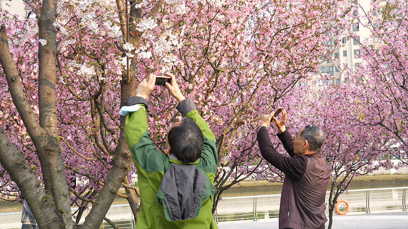 节气里的普陀:清明寻春味,苏河赏芳华 正文图片