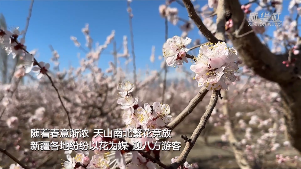 新疆以花为媒 绘旅游新图景