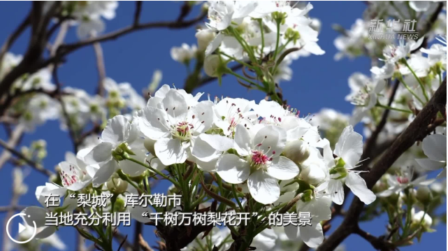 新疆以花为媒 绘旅游新图景
