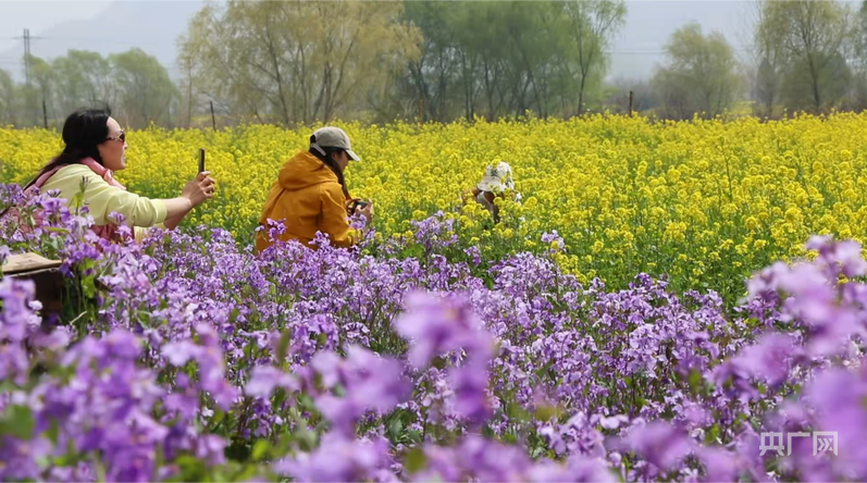 太行春色引客来 河北易县花海惹人爱