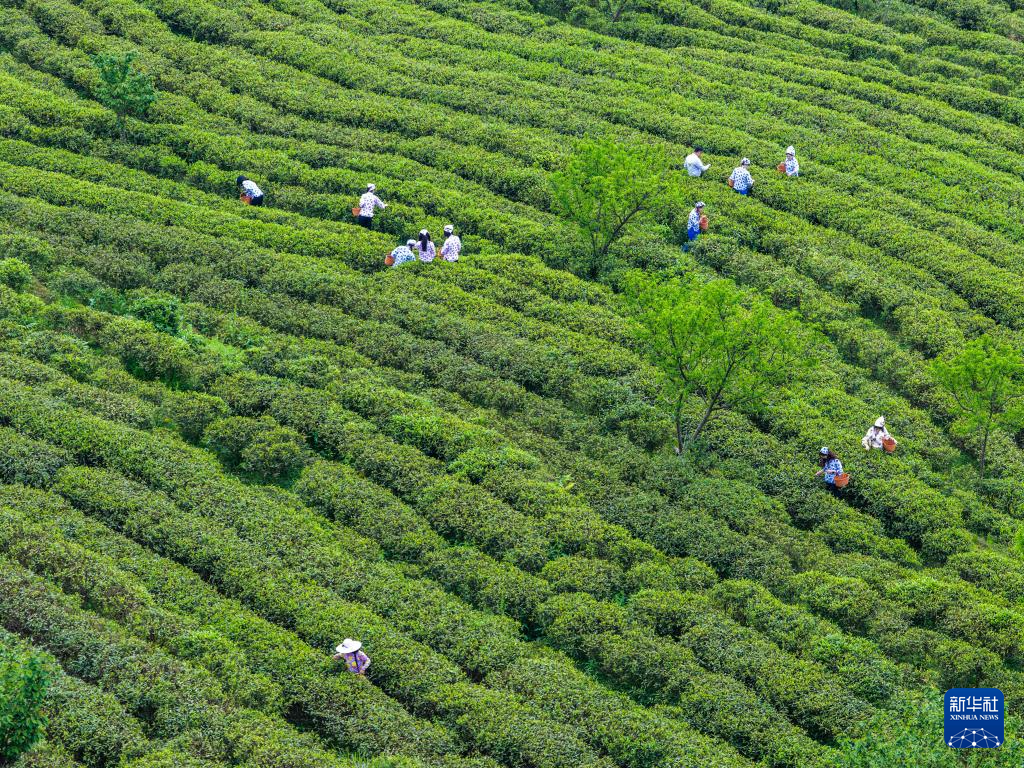 重庆丰都:千年茶乡抢春时