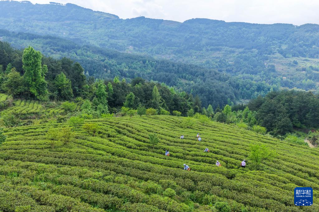 重庆丰都:千年茶乡抢春时