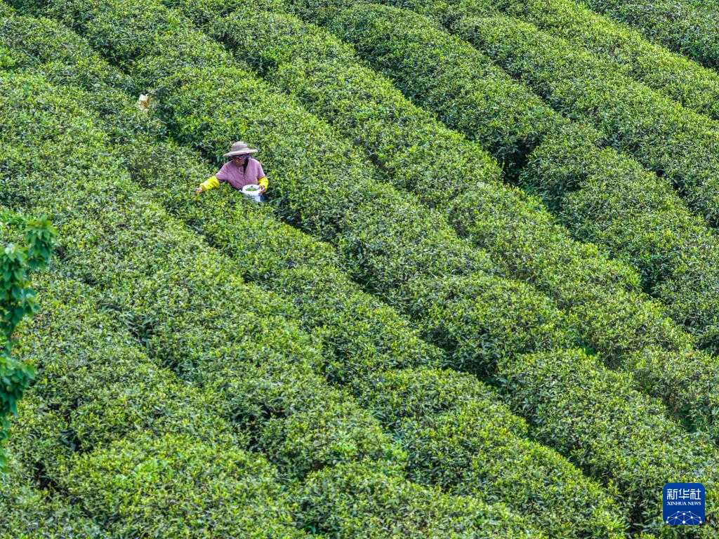 重庆丰都:千年茶乡抢春时