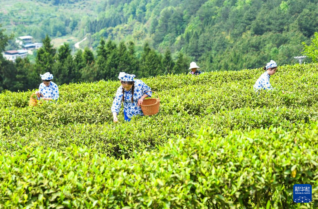 重庆丰都:千年茶乡抢春时
