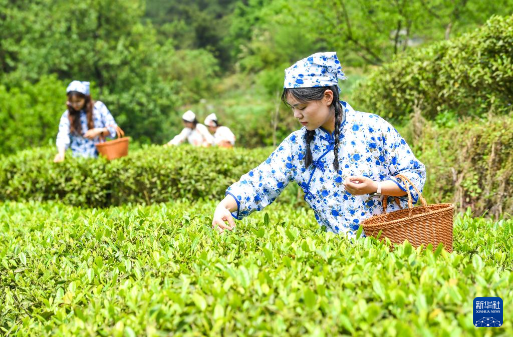 重庆丰都:千年茶乡抢春时