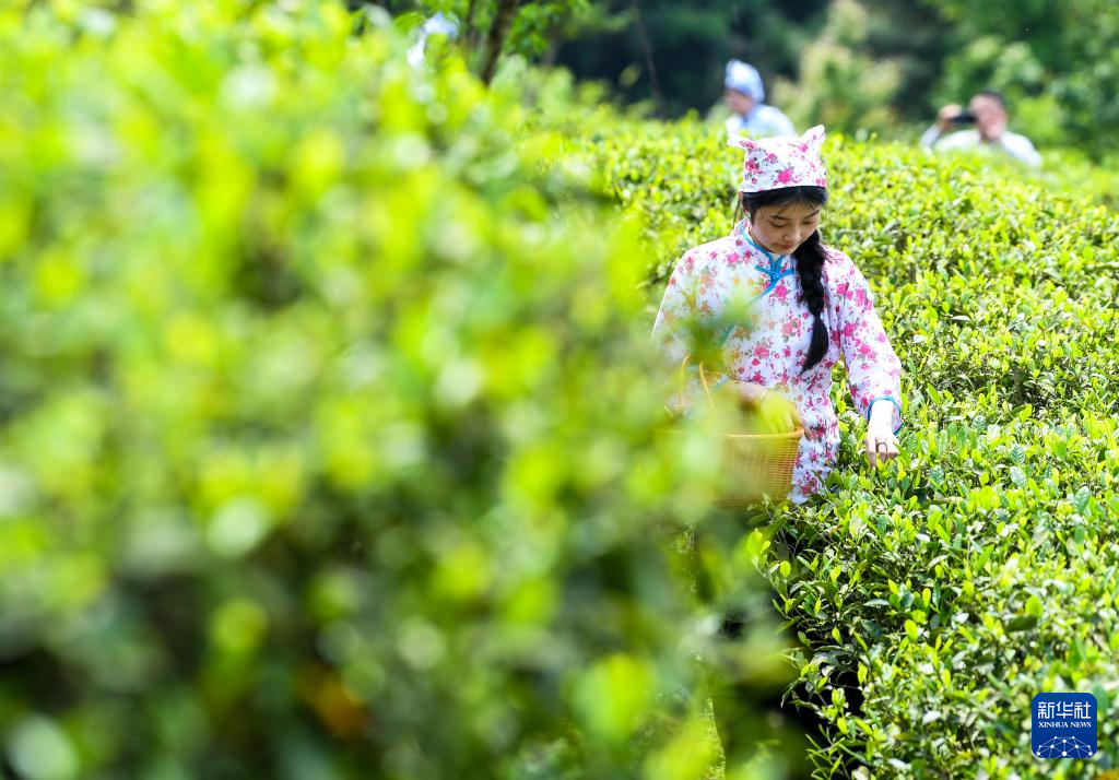 重庆丰都:千年茶乡抢春时