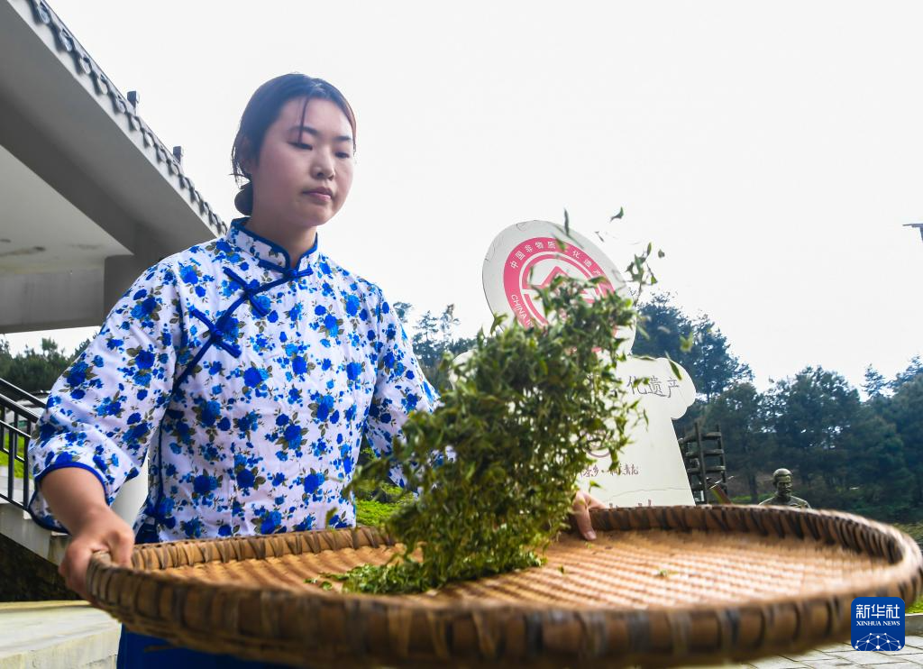 重庆丰都:千年茶乡抢春时