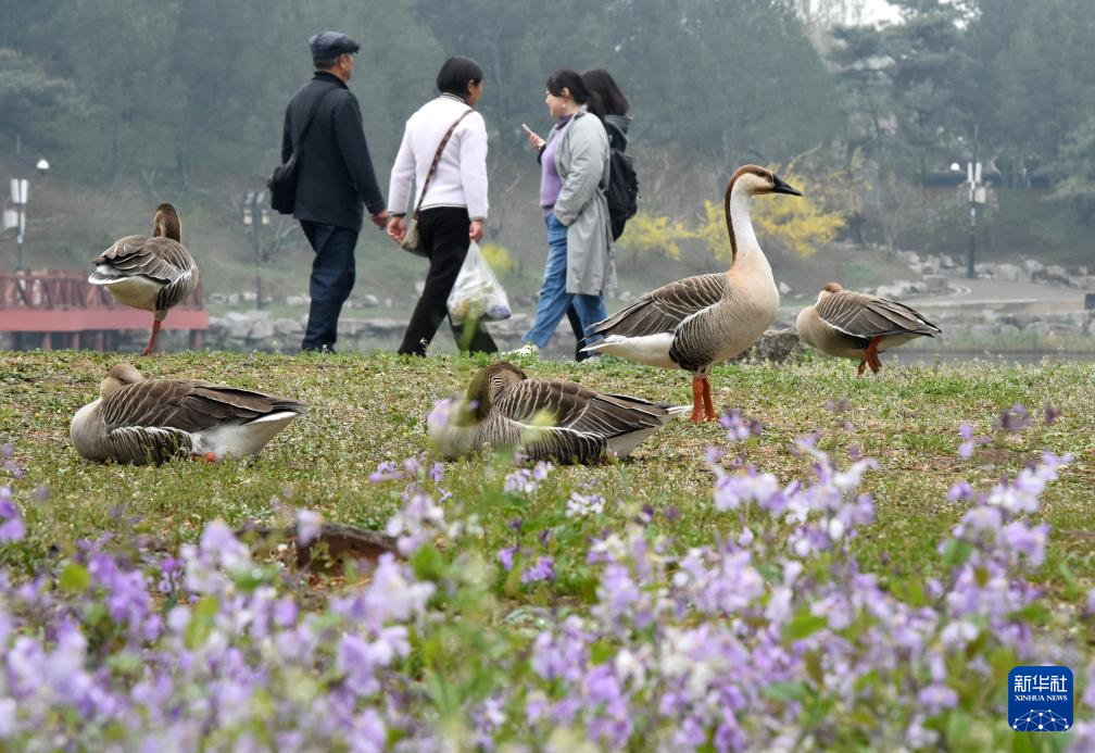圆明园第三十一届踏青节开幕