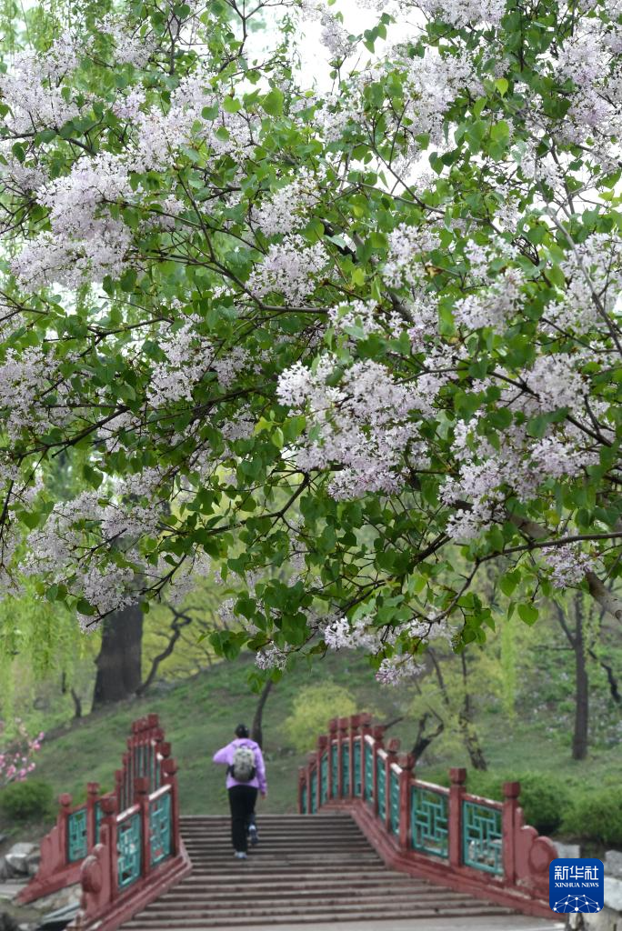 圆明园第三十一届踏青节开幕