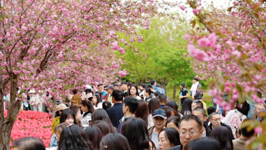 樱满淇滨逢清明 八方游客赴盛会