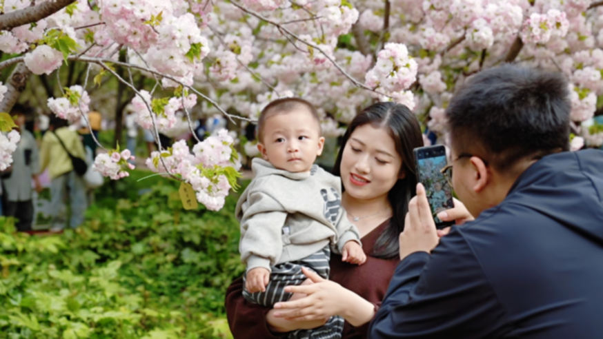 樱满淇滨逢清明 八方游客赴盛会