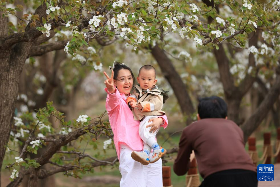 甘肃皋兰:梨花漫什川 花海醉游人