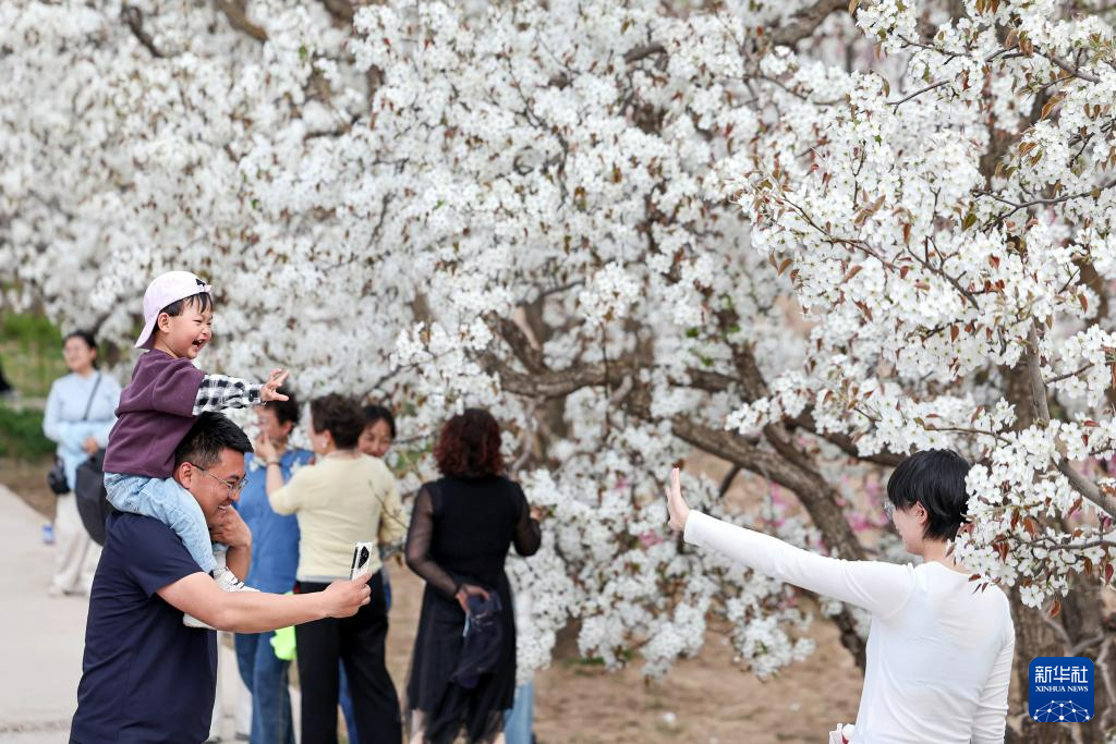 甘肃皋兰:梨花漫什川 花海醉游人