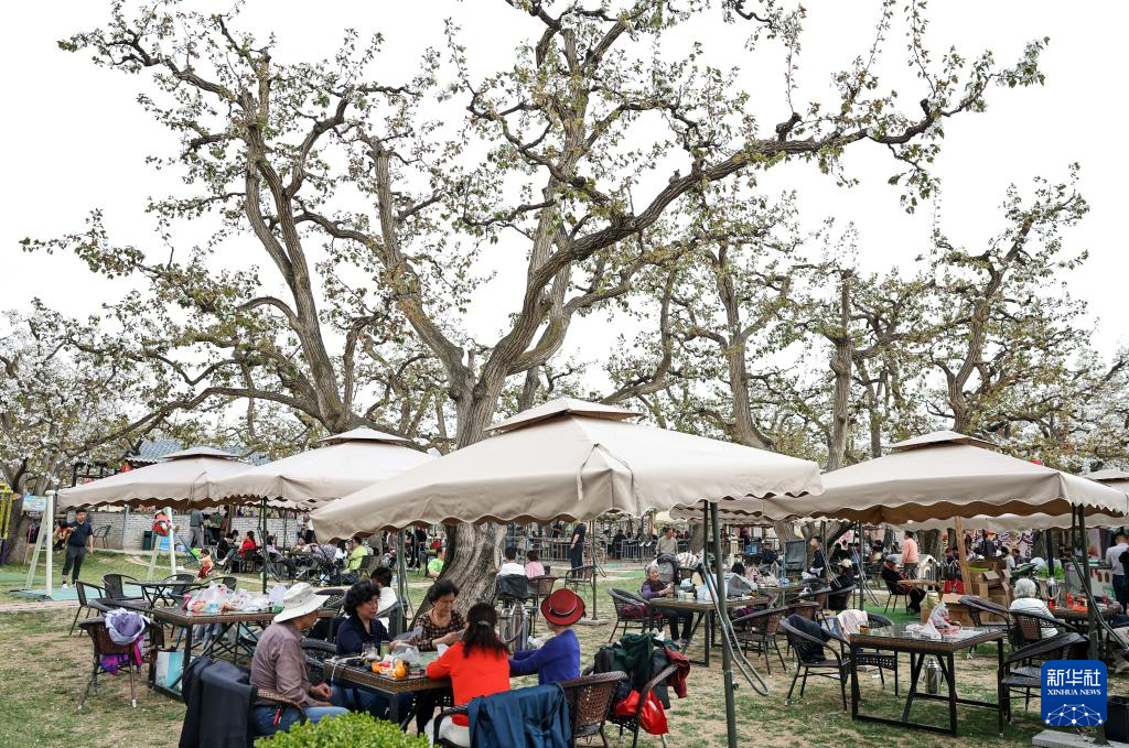 甘肃皋兰:梨花漫什川 花海醉游人