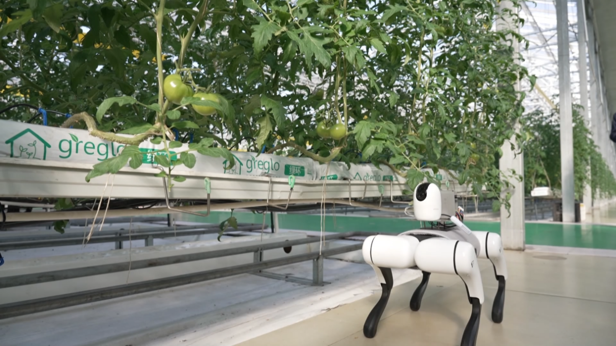 机器狗正在巡检病虫害。寿光市委宣传部供图