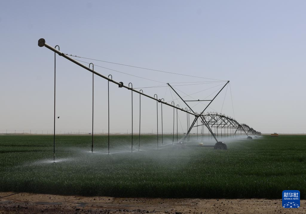新疆昆玉:沙漠边缘麦苗青