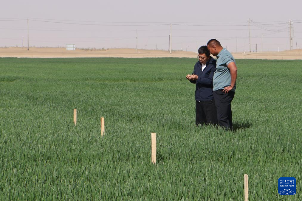 新疆昆玉:沙漠边缘麦苗青